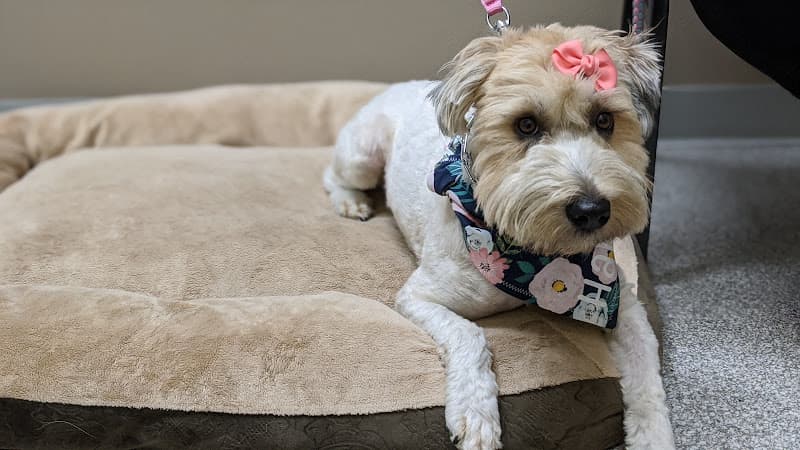 Dog walker Back To Health Veterinary Services Ontario