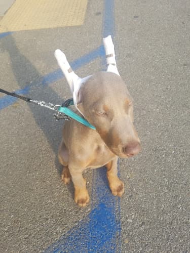 Dog walker Bakersfield Pet Vet Hospital Bakersfield