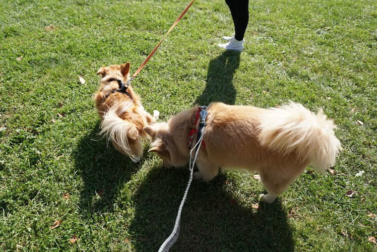 Dog walker Baldwin Dog Park Concord