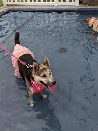 Dog walker Bark City Dog Daycare & Boarding Huntington Beach