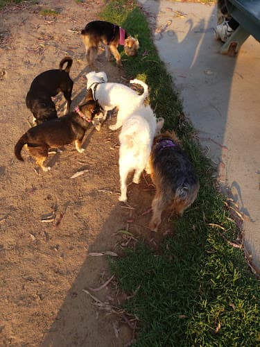 Dog walker Bark Park Costa Mesa