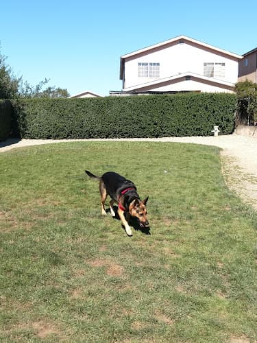 Dog walker Bark Park Daly City