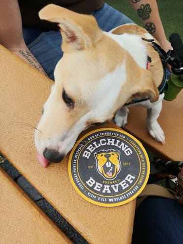 Dog walker Belching Beaver Brewery Oceanside Oceanside