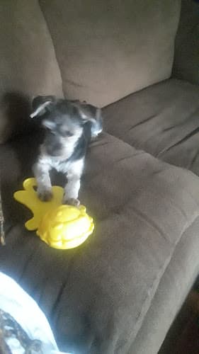 Dog walker Bellflower birds n pets Norwalk