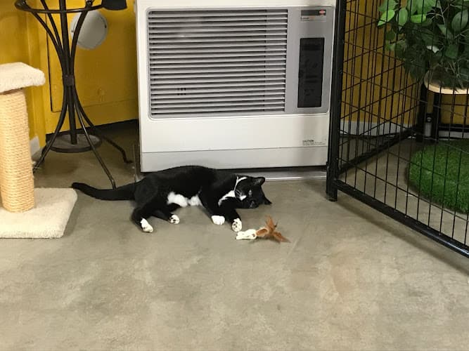 Dog walker Bend Kitty Lodge Bend