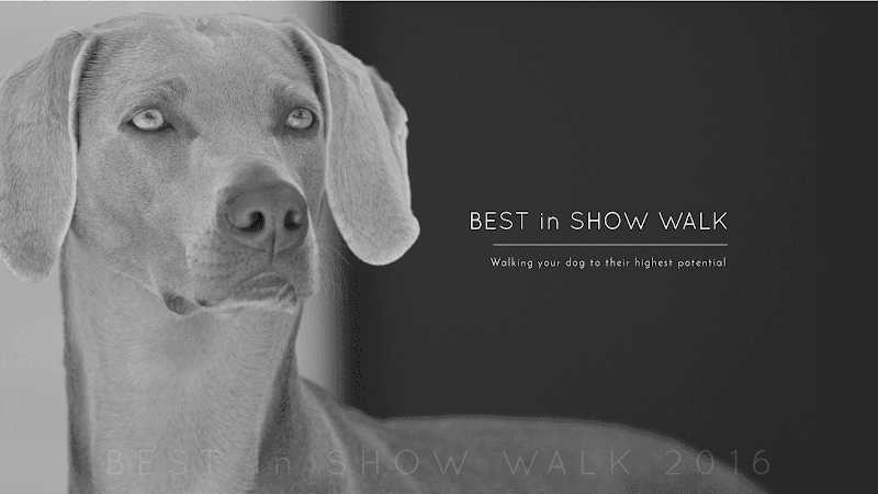 Dog walker BEST in SHOW WALK Bellevue