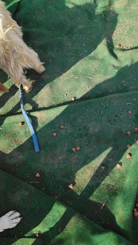 Dog walker Board Pets Visalia