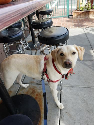 Dog walker Breakwater Brewing Co. Oceanside