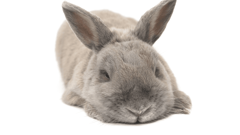 Dog walker Bunny Bunch Montclair Ontario