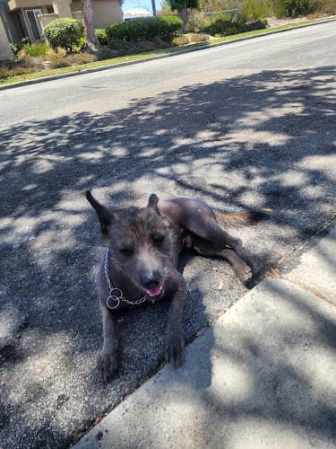Dog walker Calavera Trail Oceanside