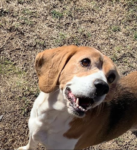 Dog walker Caldwell Pet Hospital Visalia