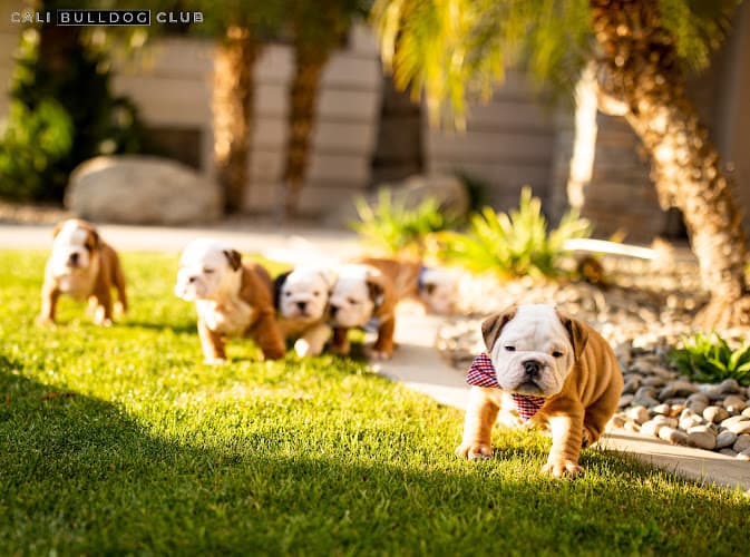 Dog walker Cali Bulldog Club Bakersfield