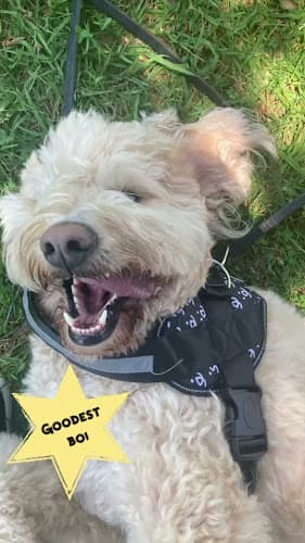 Dog walker Camp Puppies - Dog Walking & Boarding in South Bay Inglewood