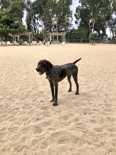 Dog walker Canine Corners Dog Park El Cajon