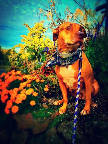 Dog walker Casa De Kreeft Pet Services Portland