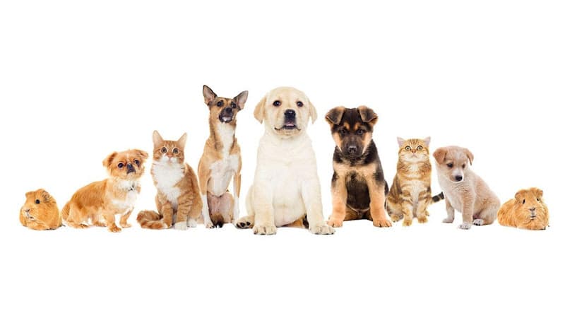 Dog walker Cathy's Pet Sitting Murrieta