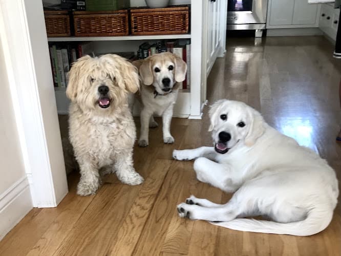 Dog walker Cats & Dogs Animal Hospital Long Beach