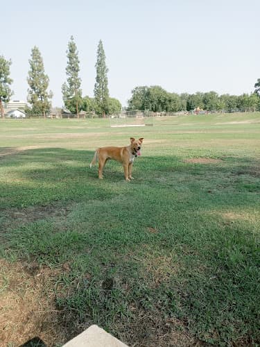 Dog walker Centennial Dog Park Bakersfield