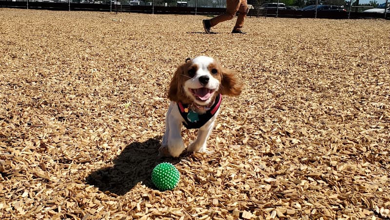 Dog walker Centennial Dog Park Vacaville