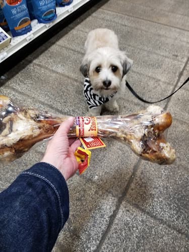 Dog walker Centinela Feed & Pet Supplies Santa Monica