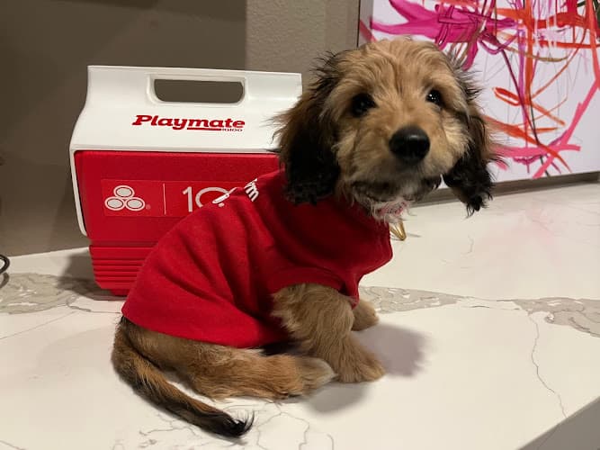 Dog walker Chelly Gonzalez - State Farm Insurance Agent South Gate