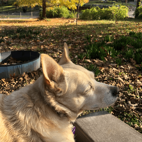 Dog walker Cindy's Pet Sitting & Dog Walking Hesperia
