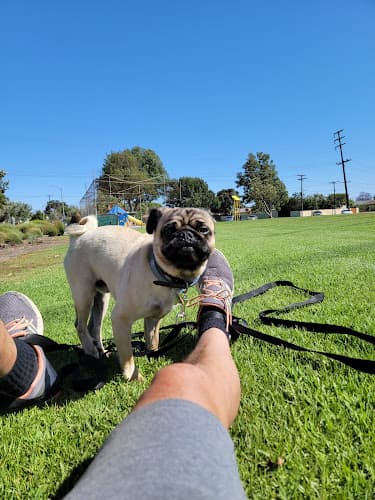 Dog walker Circle Park South Gate
