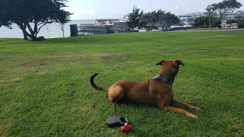 Dog walker City of Santa Monica Animal Shelter Santa Monica
