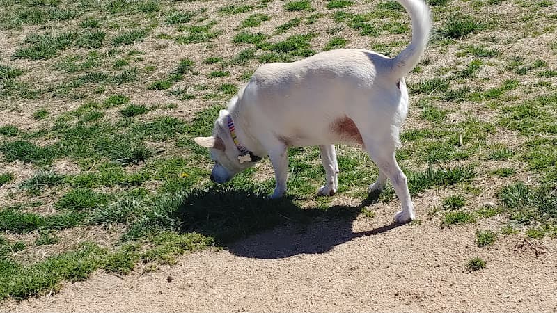 Dog walker Civic Center Dog Park Hesperia
