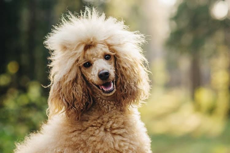 Dog walker Claudia’s Coiffeur Le’ Petite San Leandro