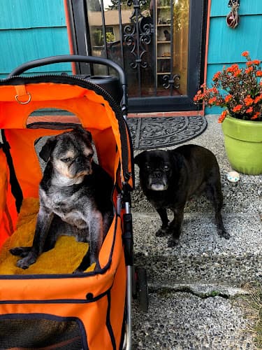 Dog walker Close to Home Pet Services LLC. Seattle
