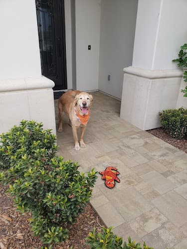 Dog walker Club DSS down, sit,stay Indio