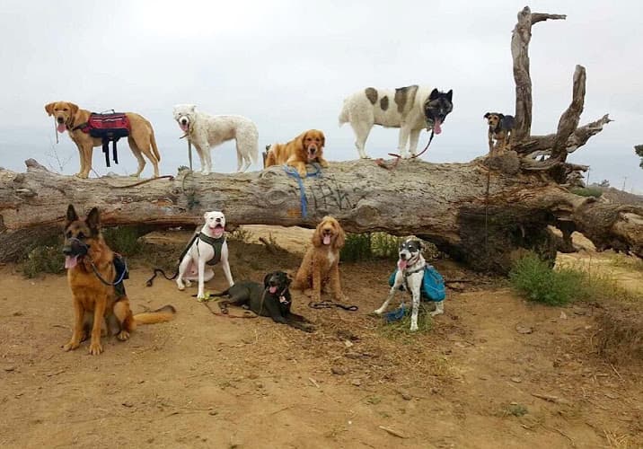 Dog walker Coastal K9 Dog Walking & Pet Sitting Oxnard