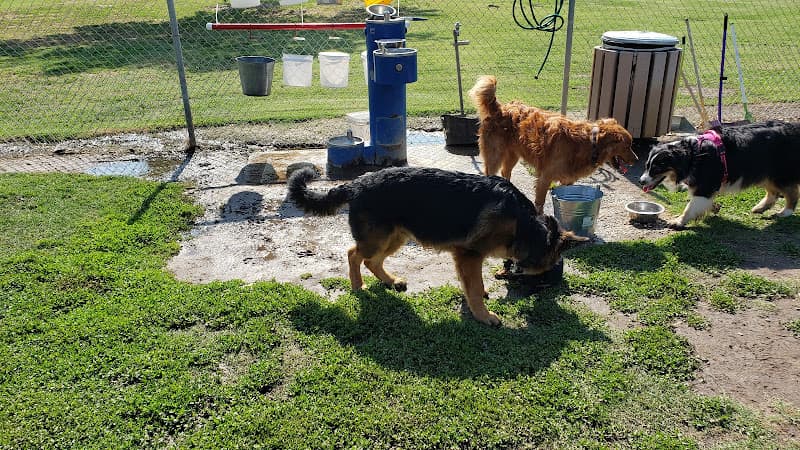 Dog walker Cody Kelly Dog Bark Park Visalia
