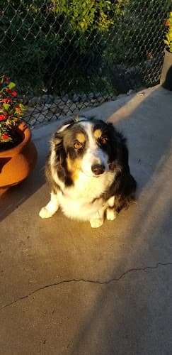 Dog walker Cold Nose Pet Salon Escondido