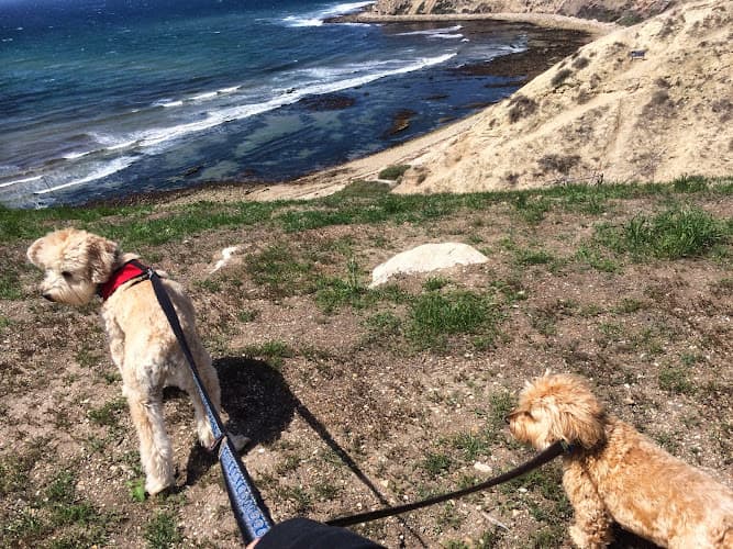 Dog walker Colee's Pet Care Long Beach