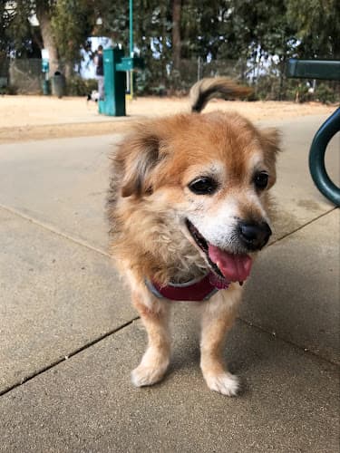 Dog walker College Dog Park Oxnard
