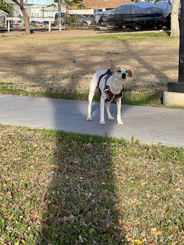 Dog walker Community Veterinary Hospital Garden Grove