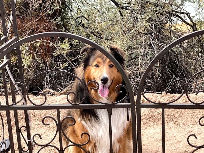 Dog walker Companion Animal Health & Rehabilitation Center Escondido