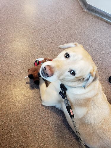 Dog walker Companion Animal Hospital Hillsboro