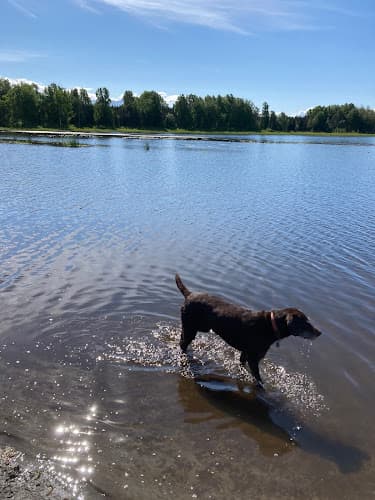 Dog walker Connors Bog Dog Park Anchorage