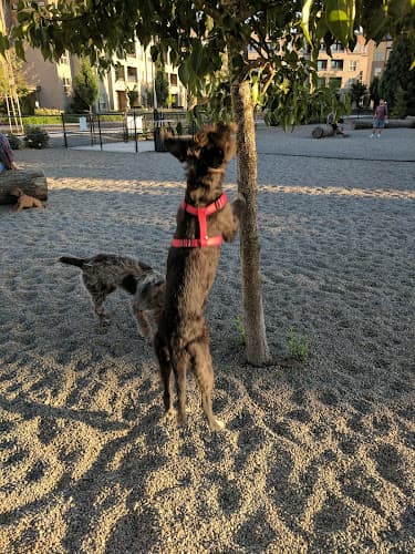 Dog walker Cornell Creek Dog Park Hillsboro