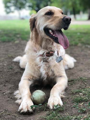 Dog walker Corona Dog Park Corona
