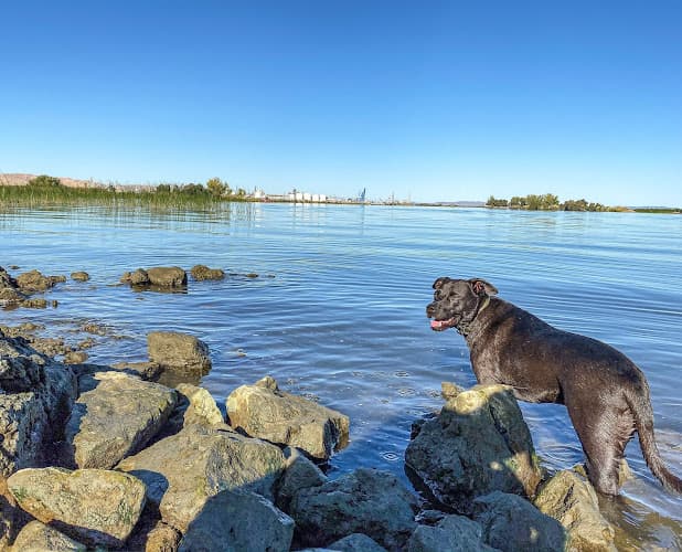 Dog walker Corteva Wetlands Preserve Antioch