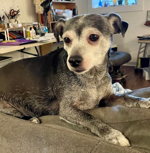 Dog walker CuddleTown Pet Care Portland