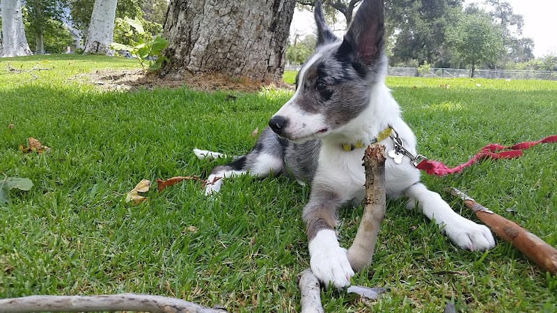 Dog walker Da Moor's Feed & Tack Glendale