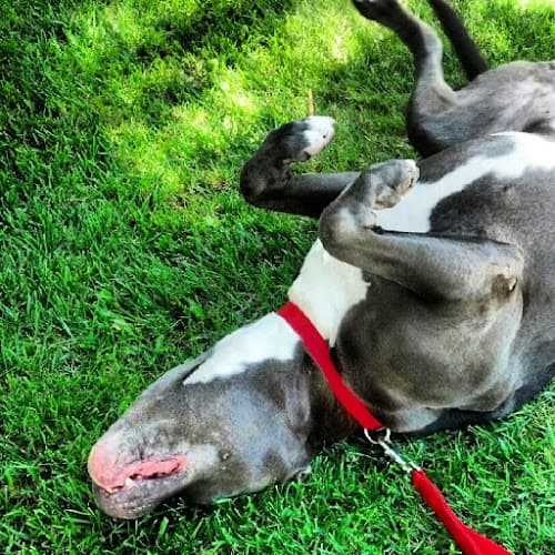 Dog walker Daddy's Dog Walking Torrance