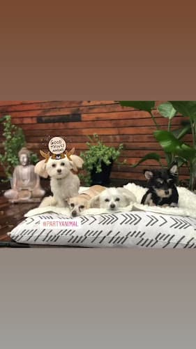 Dog walker DEN Urban Dog Retreat Grooming Daycare Los Angeles