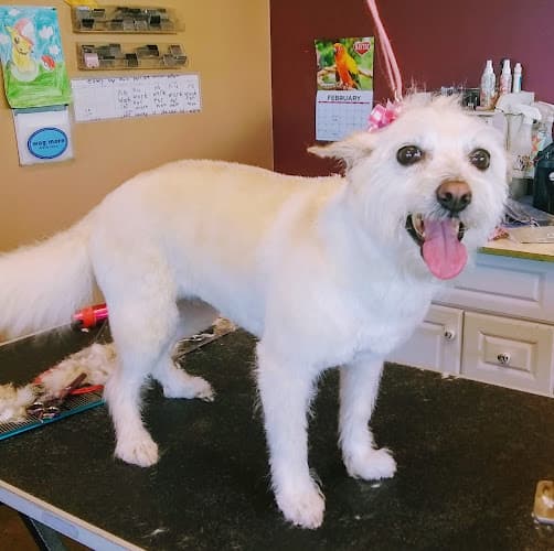 Dog walker Diamond in the Ruff Pet Spa & Boutique Roseville