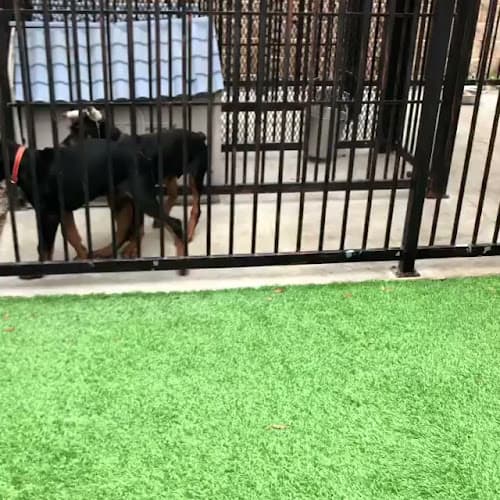 Dog walker doberman puppies for sale in california Visalia
